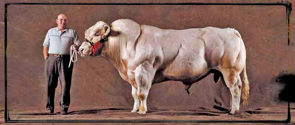 muscle-cow