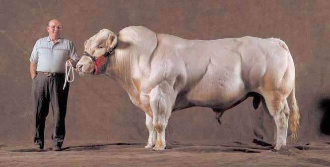 muscle-cows-011
