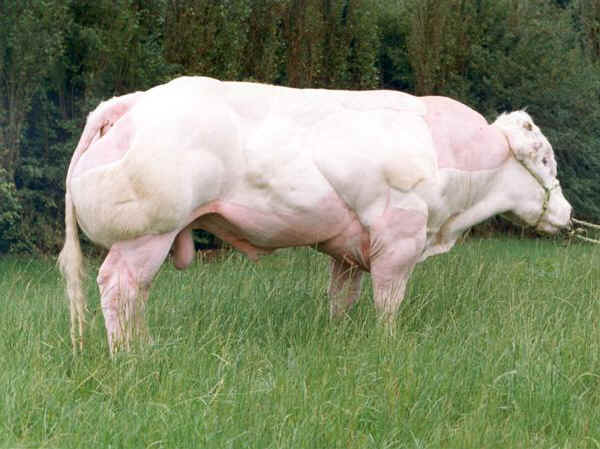 muscle-cows-030