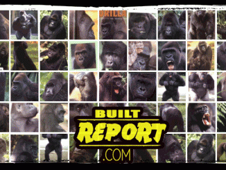 Gorilla Reference Photos 1