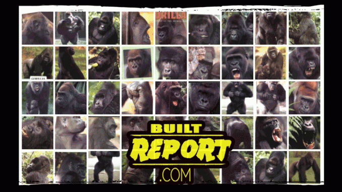Gorilla Reference Photos 1
