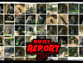 Gorilla Reference Photos 2