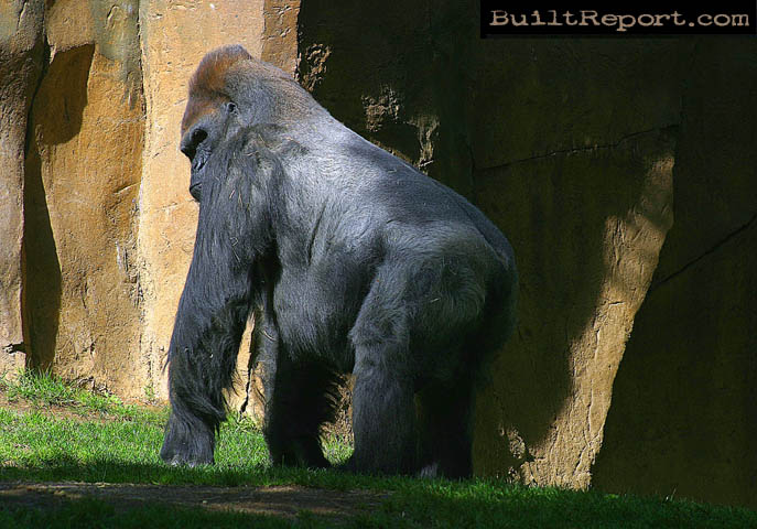 gorilla016