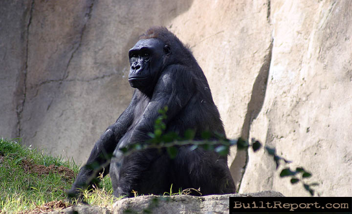 gorilla034