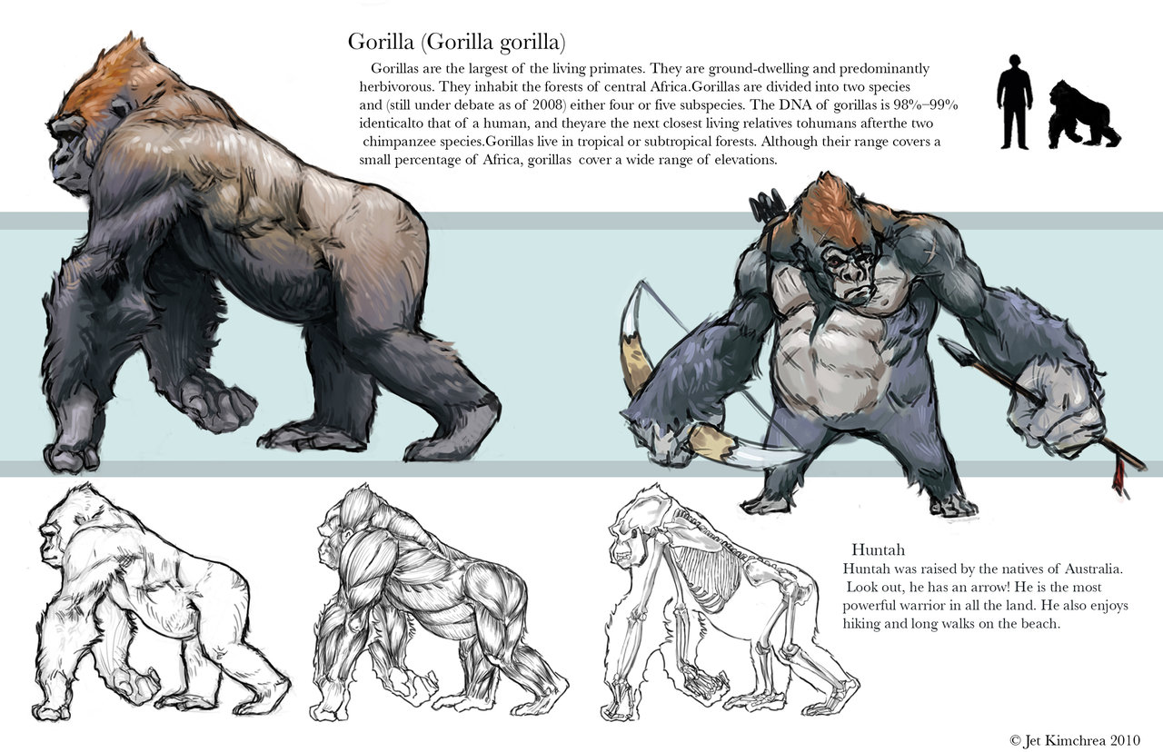 gorilla-anatomy_019